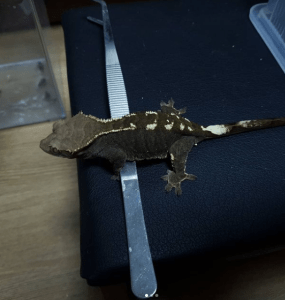 Updated Latest Info On Rck Melanistic Crested Gecko Mutation
