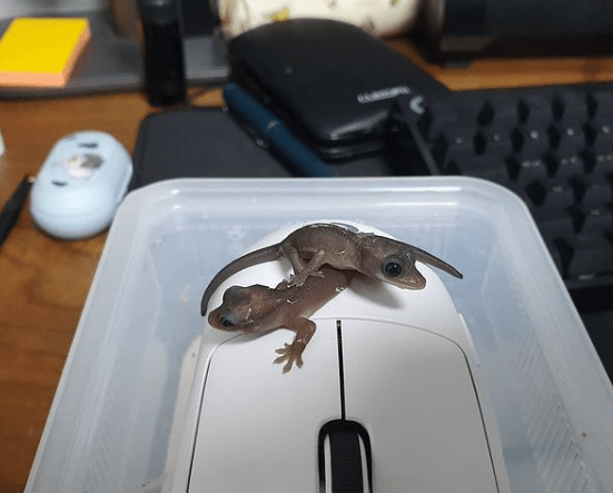 Updated Latest Info On Rck Melanistic Crested Gecko Mutation