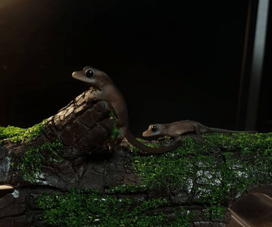 Updated Latest Info On Rck Melanistic Crested Gecko Mutation