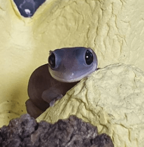 Updated Latest Info On Rck Melanistic Crested Gecko Mutation